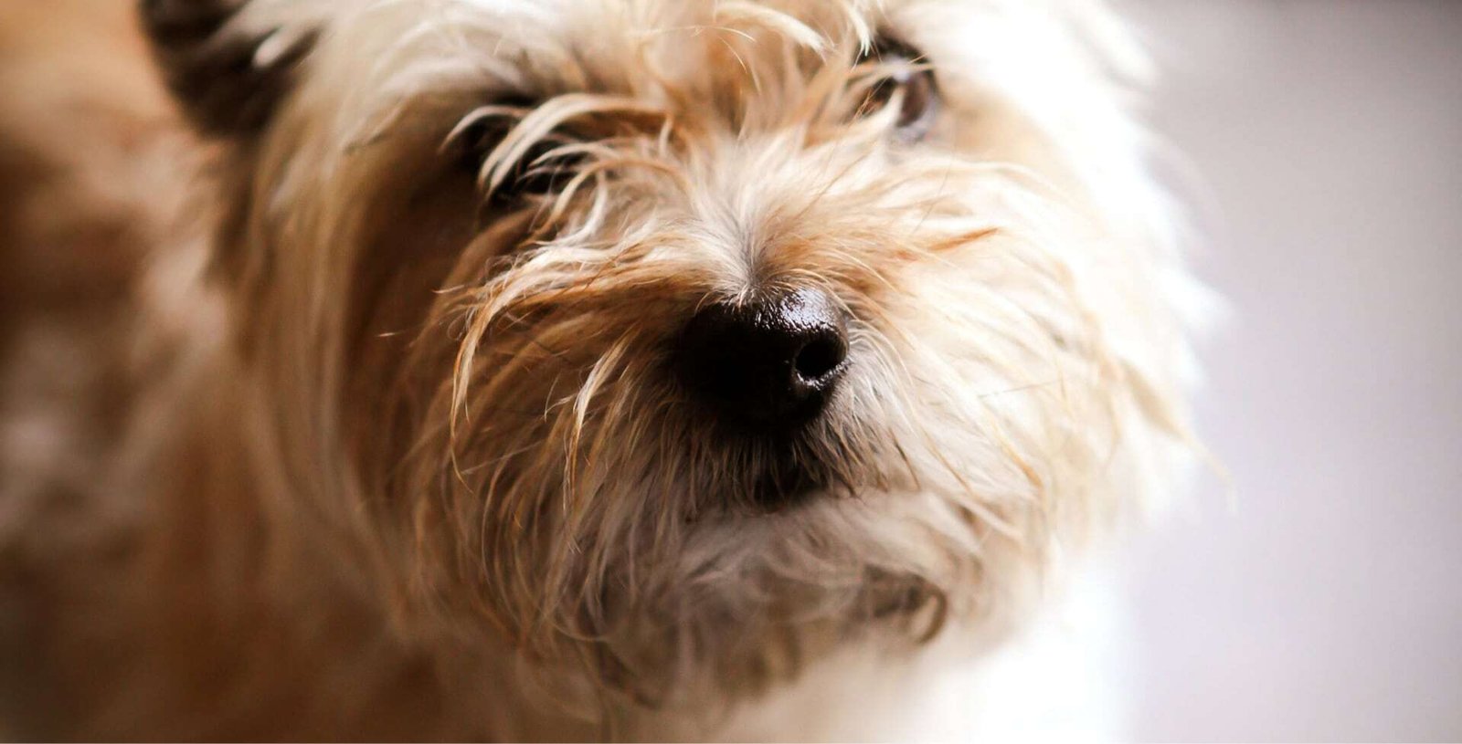 dog-breeder_10 | Dr. Alan Jacobson, Psy.D., MBA, Clinical Psychologist Emotional Support Animals