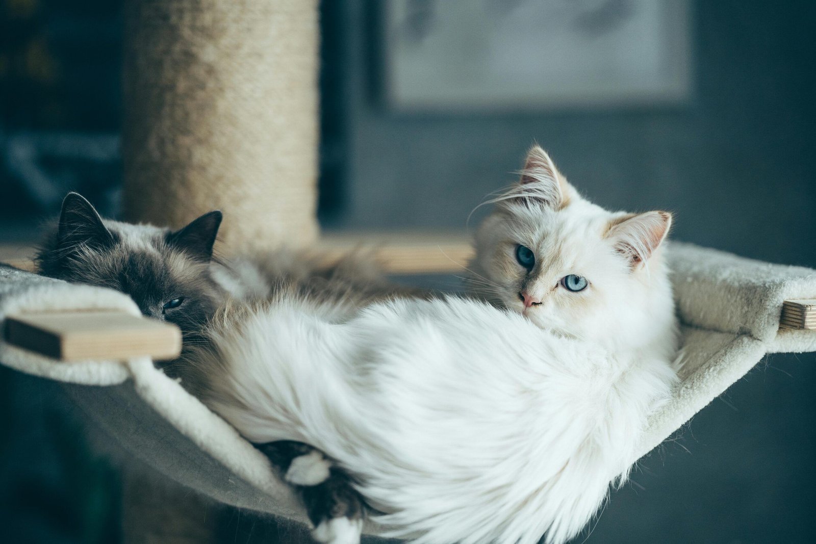 ESA Cat | Dr. Alan Jacobson, Psy.D., MBA, Clinical Psychologist registering an ESA