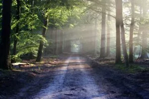 sunlight path | Dr. Alan Jacobson, Psy.D., MBA, Clinical Psychologist Adult Family Therapy