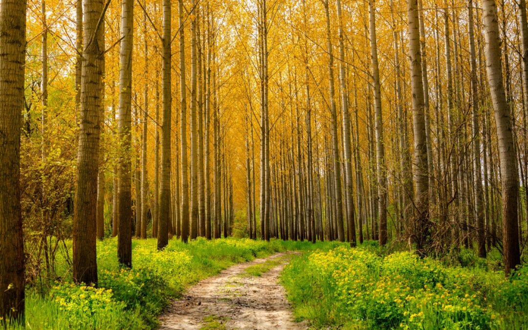 Forgiveness Therapy Steps and Integrations