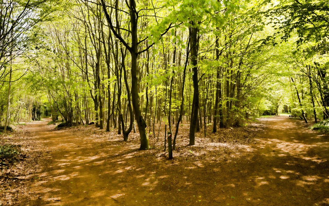 Short-Term Dynamic Psychotherapy (STDP): Powerful, Enduring